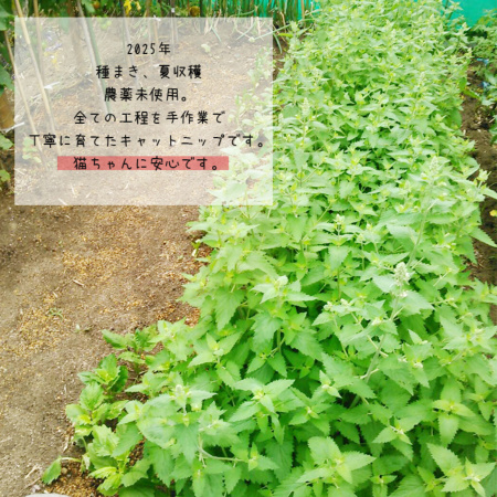 国産 オーガニック キャットニップ 2025産 無農薬 安心 安全 おもちゃ