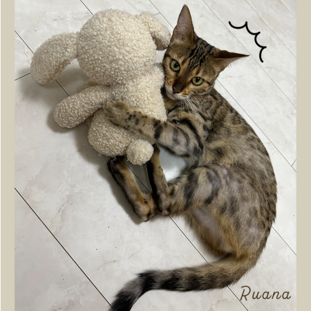 ねこキック うさぎ】特大 キャットニップ入 おもちゃ キャットタワー