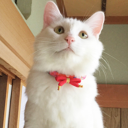 ☆水引・ちりめん細工・宝来鈴・辰・つまみ花・ジャンピング猫・着物・リボン☆ ☆水引・ちりめん細工・宝来鈴・辰・つまみ花・ジャンピング猫・着物